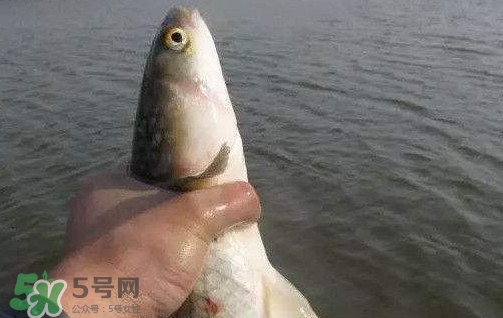 釣海鱸魚什么時候最好？釣海鱸魚用什么樣的魚餌？