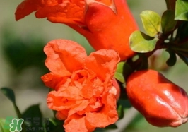 石榴花花語(yǔ)代表什么意思？石榴花花語(yǔ)是什么意思