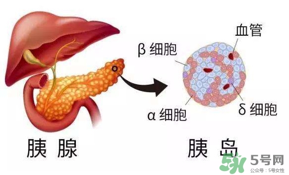 胰島素為什么不能口服？胰島素有什么副作用