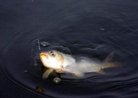 六月份怎么釣鯽魚？6月份釣鯽魚用什么餌料？