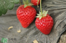 夏天有草莓嗎？夏天草莓結(jié)果嗎？