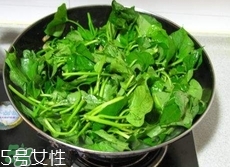 長壽菜是什么菜?長壽菜長什么樣子?