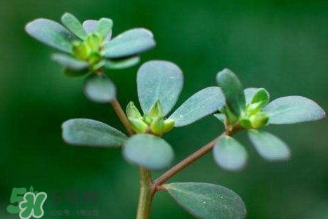 螞蚱菜洗好后怎么保存？剛采的螞蚱菜能存放幾天