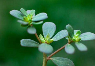 螞蚱菜洗好后怎么保存？剛采的螞蚱菜能存放幾天