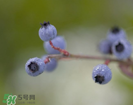 野生藍莓多少錢一斤？野生藍莓多少錢一箱？