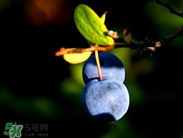 野生藍莓多少錢一斤？野生藍莓多少錢一箱？