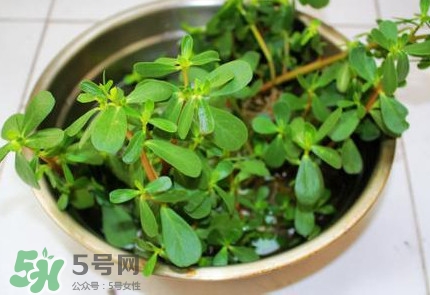 馬蜂菜治什么?。狂R蜂菜的功效與作用