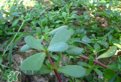 馬蜂菜有毒嗎？馬蜂菜有什么好處