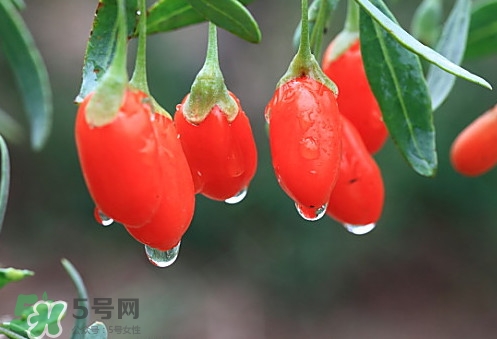 青海和寧夏枸杞哪個(gè)好？青海枸杞和寧夏枸杞的區(qū)別