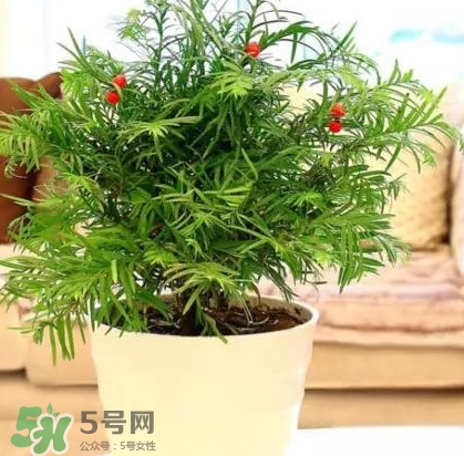 紅豆杉是什么？紅豆杉是裸子植物還是被子植物