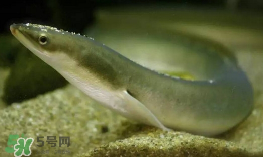 鰻魚是鱔魚嗎？鰻魚是白鱔嗎