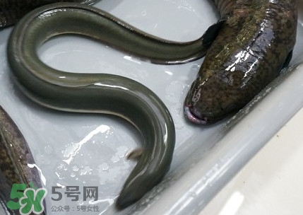 鰻魚(yú)多少錢(qián)一斤？野生鰻魚(yú)多少錢(qián)一斤