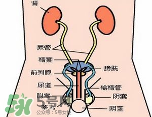 腎結(jié)石怎么治最好？腎結(jié)石的醫(yī)治方法