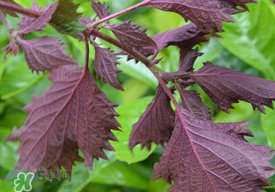 紫蘇是什么植物？紫蘇是發(fā)物嗎？