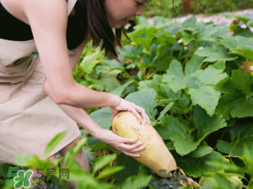 入伏種什么菜？入伏適合種哪些蔬菜？