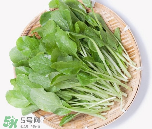 雞毛菜有什么營養(yǎng)價值？雞毛菜的功效與作用