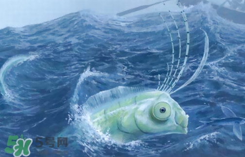 皇帶魚可以吃嗎？皇帶魚是帶魚的一種嗎