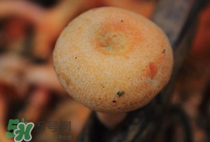 重陽(yáng)菌可以種植嗎？重陽(yáng)菌為什么不能人工種植？