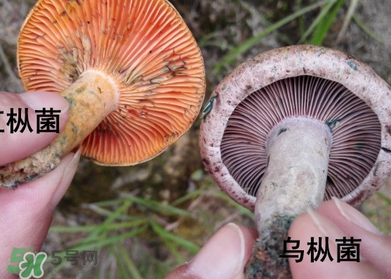 樅樹菌怎樣保存至冬季？樅樹菌能和榨菜一起吃嗎