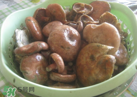 重陽(yáng)菌多少錢(qián)一斤？重陽(yáng)菌怎么清洗