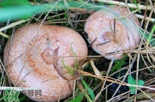 重陽(yáng)菌多少錢(qián)一斤？重陽(yáng)菌怎么清洗