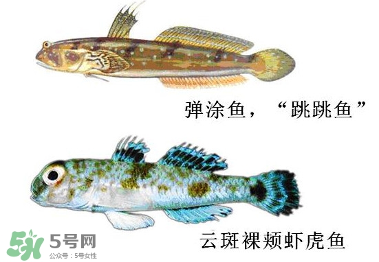 彈涂魚(yú)多少錢(qián)一斤？彈涂魚(yú)有毒嗎