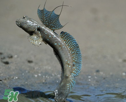 彈涂魚是兩棲動物嗎？彈涂魚營養(yǎng)價(jià)值有哪些