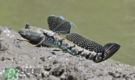 彈涂魚怎么吃？彈涂魚怎么燒好吃