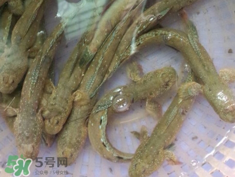 跳跳魚怎么做好吃？跳跳魚的最好吃做法