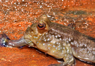 彈涂魚(yú)能吃嗎？彈涂魚(yú)怎么抓