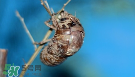 幼蟬猴怎么保存？幼蟬猴怎么清洗