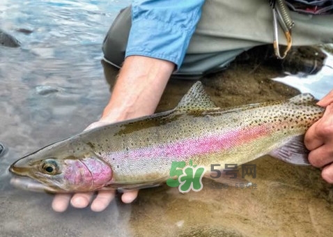 鱒魚可以生吃嗎？鱒魚是海魚還是淡水魚