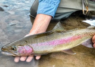 鱒魚可以生吃嗎？鱒魚是海魚還是淡水魚