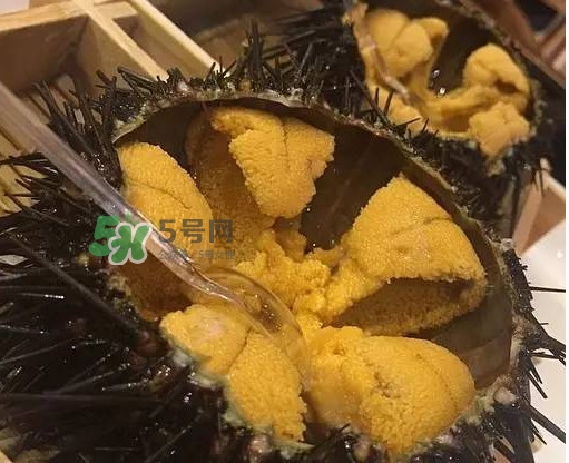 海膽貴嗎？海膽多少錢一斤？