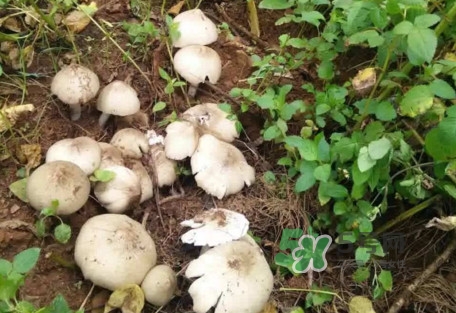 雞樅菌可以人工種植嗎？怎么人工種植雞樅菌