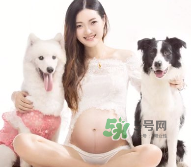 狗對(duì)孕婦的危害有哪些？狗對(duì)孕婦有影響嗎？