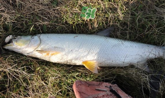 釣鳡魚用什么路亞竿好？路亞鳡魚用什么餌好