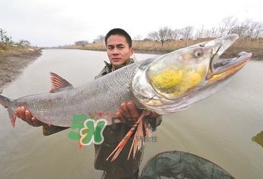 鳡魚多少錢一斤？野生鳡魚多少錢一斤