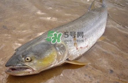 鳡魚怎么釣？鳡魚在魚缸里怎么養(yǎng)