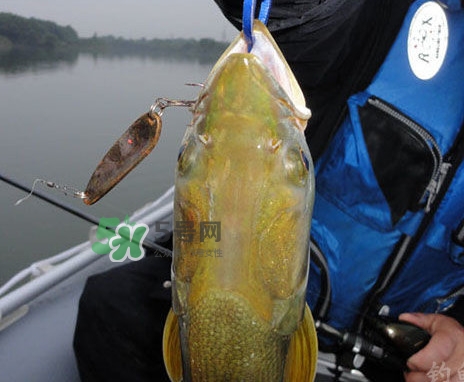 鳡魚是什么魚？鳡魚是淡水魚嗎