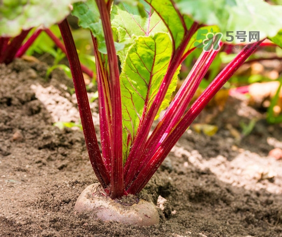 甜菜根是什么菜？甜菜根什么季節(jié)收獲