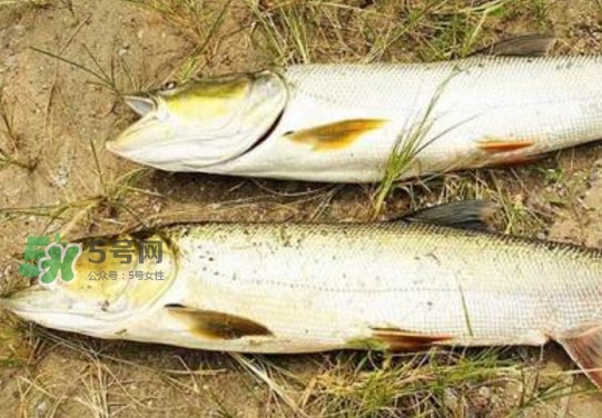 鳡魚怎么釣？鳡魚在魚缸里怎么養(yǎng)