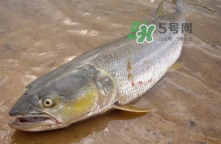 鳡魚是什么魚？鳡魚是淡水魚嗎