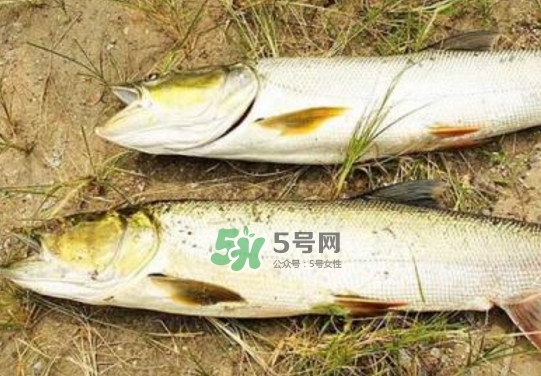 鳡魚是什么魚？鳡魚是淡水魚嗎