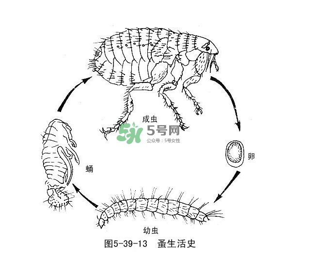 跳蚤會(huì)飛嗎？跳蚤會(huì)咬人嗎？