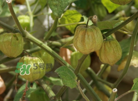 黃菇娘幾月種植？黃菇娘的種植注意事項