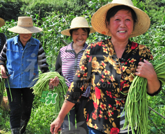 九月份可以種什么蔬菜？九月份適合種植什么蔬菜？