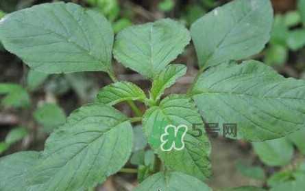 野莧菜有刺嗎？野莧菜和刺莧菜一樣嗎