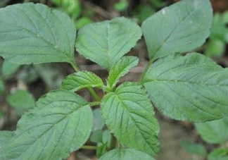 野莧菜有刺嗎？野莧菜和刺莧菜一樣嗎