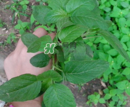 野莧菜有刺嗎？野莧菜和刺莧菜一樣嗎